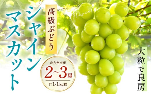 高級ぶどう・シャインマスカット2～3房セット《化粧箱入り》【2025年8月下旬～2025年9月上旬発送予定】フルーツ 果物 ぶどう ブドウ マスカット 大粒 良房