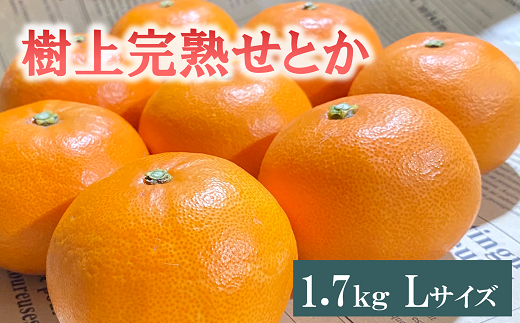 せとか Lサイズ 9玉（約1.7kg）みかんのおと みかん 愛媛 先行予約 【2025年3月発送】 数量限定 愛媛県産 人気 柑橘 伊予市｜B335 1468393 - 愛媛県伊予市