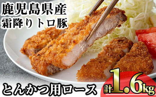 鹿児島県産霜降りトロ豚 とんかつ用ロース (計1.6kg・200g×8枚) 鹿児島県産 豚肉 霜降り 【KNOT】 A572 1532946 - 鹿児島県曽於市