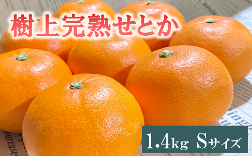 せとか 1.4kg 12玉 みかんのおと みかん 愛媛 先行予約 【2025年3月発送】 数量限定 愛媛県産 人気 柑橘 伊予市｜B322 1468392 - 愛媛県伊予市