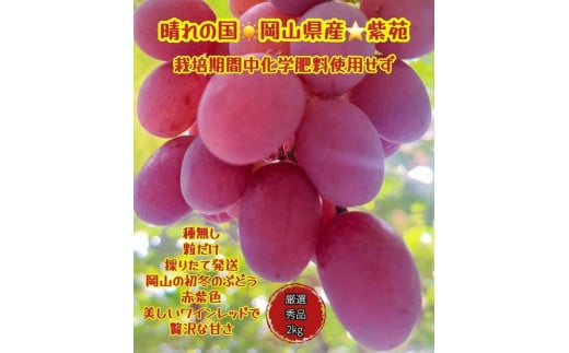 ぶどう 2025年 先行予約 紫苑 厳選 秀品 粒だけ 約2kg 岡山 国産 果物 フルーツ  2025年10月上旬から発送