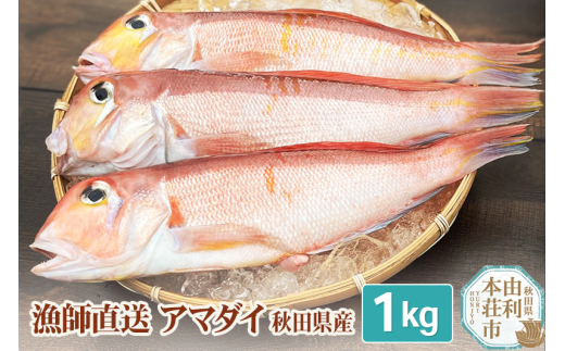 《予約受付》漁師直送 甘鯛 (あまだい)  秋田県産 1kg  295128 - 秋田県由利本荘市