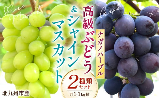 高級ぶどう・シャインマスカット＆ナガノパープル 2房セット《化粧箱入り》【2025年8月下旬～2025年9月上旬発送予定】2種類 食べ比べ フルーツ くだもの ブドウ ぶどう マスカット