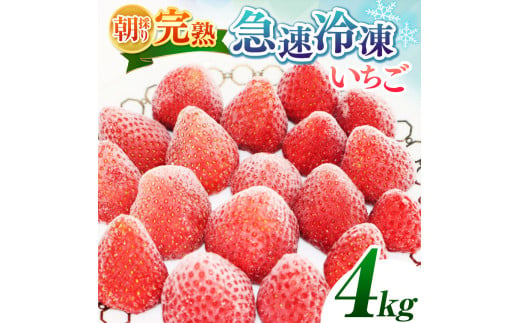 【★先行予約】【千葉県君津市　渡邉いちご園】　完熟・急速冷凍いちご 4㎏  | 苺 いちご イチゴ 果物 フルーツ 果実 果汁 冷凍 冷凍食品 冷凍いちご 朝採り 完熟 新鮮 大容量 オススメ 千葉県 君津市 きみつ 令和7年4月以降順次発送 1kg 2kg 3kg 4kg 1465120 - 千葉県君津市