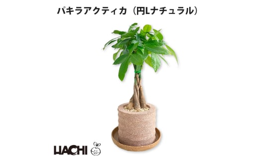 アクアプラントポット®　円Ｌ 植木鉢パキラ アクティカ（1658） 1475269 - 愛知県知立市