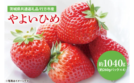 【茨城県共通返礼品/ 行方市産】【2025年1月より順次発送】いちご 「やよいひめ」 約260gパック×4【イチゴ 苺 フルーツ 果物 甘い 】(CS003)