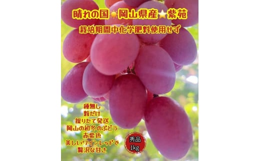 ぶどう 2025年 先行予約 紫苑 秀品 粒だけ 約1kg 岡山 国産 果物 フルーツ  2025年10月上旬から発送 1534495 - 岡山県岡山市