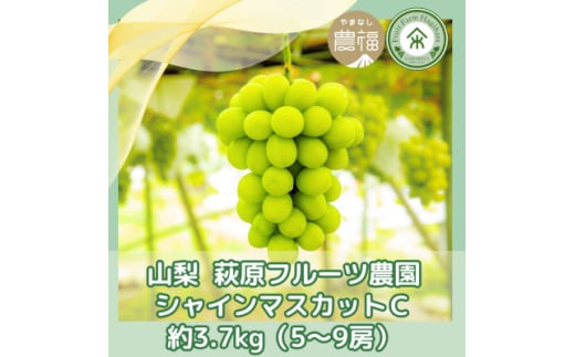 ＜2025年先行受付＞山梨 萩原フルーツ農園のシャインマスカット C(約3.7kg 5～9房)【1559306】 1536234 - 山梨県山梨市