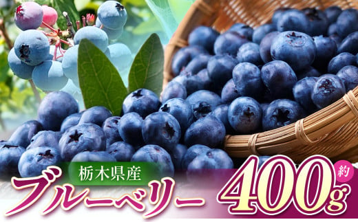 【先行予約】ブルーベリー 400g  | 新鮮ブルーベリー 国産 美味しいブルーベリー お取り寄せフルーツ 甘い ジュース ジャム 手摘みブルーベリー 真岡市 栃木県 送料無料