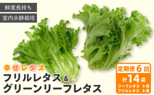 野菜 詰め合わせ 定期便 6回  セット レタス 計14個 サラダ グリーンリーフレタス 6個 フリルレタス 8個 水耕栽培 幸せレタス 1322288 - 徳島県阿波市