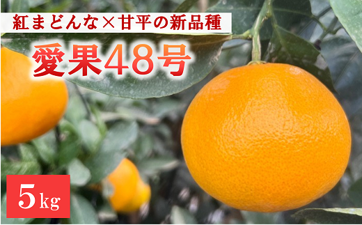 【2025年4月以降発送】愛果48号 5kg 農園直送 みかん 愛媛 人気 数量限定 先行予約 柑橘 伊予市｜C93 1444809 - 愛媛県伊予市