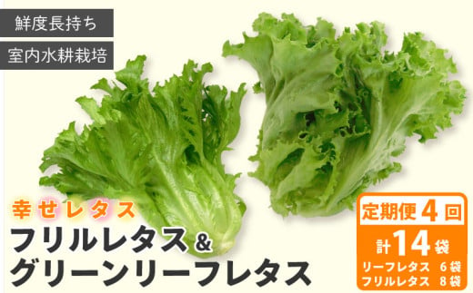 野菜 詰め合わせ 定期便 4回  セット レタス 計14個 サラダ グリーンリーフレタス 6個 フリルレタス 8個 水耕栽培 幸せレタス 1322287 - 徳島県阿波市