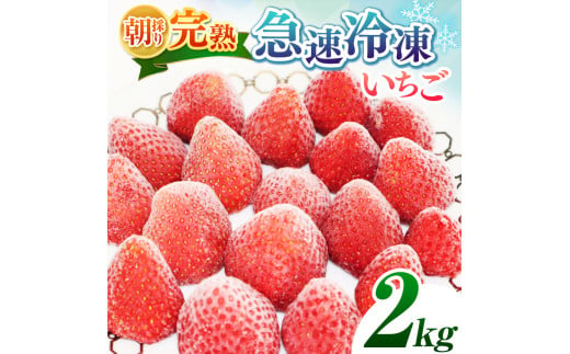 【★先行予約】【千葉県君津市　渡邉いちご園】　完熟・急速冷凍いちご 2㎏  | 苺 いちご イチゴ 果物 フルーツ 果実 果汁 冷凍 冷凍食品 冷凍いちご 朝採り 完熟 新鮮 大容量 オススメ 千葉県 君津市 きみつ 令和7年4月以降順次発送 選べる 1kg 2kg 3kg 4kg 1465119 - 千葉県君津市