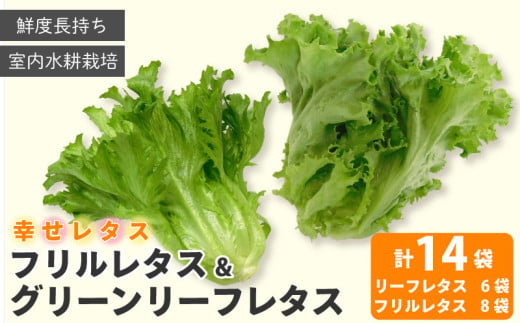 野菜 詰め合わせ セット レタス 計14個 サラダ グリーンリーフレタス 6個 フリルレタス 8個 水耕栽培  LED 栽培 低菌 野菜 丸ごと ベジタブル 副菜 常備菜 サラダ ヴィーガン ヘルシー  幸せレタス 1322035 - 徳島県阿波市