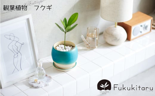 Fukukitaru-フクキタル-　観葉植物　フクギ インテリア おしゃれ 陶芸 やちむん 沖縄 プレゼント ギフト お土産 贈答 人気 おすすめ ふくぎ 貴重 陶器 フクギ並木 ガーデン 鉢 陶器鉢 苗木 特別 1534386 - 沖縄県本部町