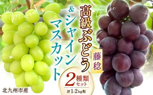 高級ぶどう・シャインマスカット＆藤稔 2房セット《化粧箱入り》【2025年8月下旬～2025年9月上旬発送予定】2種類 食べ比べ フルーツ くだもの ブドウ ぶどう マスカット 大粒 良房 