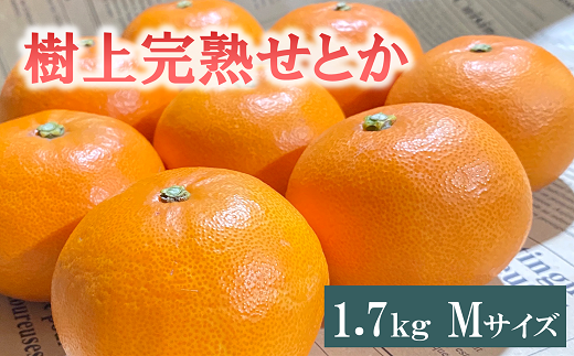 せとか 1.7kg 12玉 みかんのおと みかん 愛媛 先行予約 【2025年3月発送】 数量限定 愛媛県産 人気 柑橘 伊予市｜B309 1468391 - 愛媛県伊予市