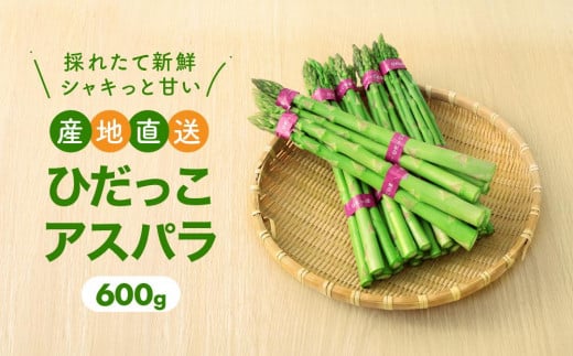 【2025年発送 先行予約】ひだっこ アスパラ 600g グリーンアスパラガス アスパラガス 飛騨産 野菜 春  夏  産地直送 新鮮   CM001VC01