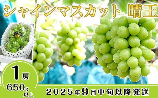 シャインマスカット晴王1房【2025年9月中旬～10月下旬発送予定】（いばら愛菜館） 263312 - 岡山県井原市