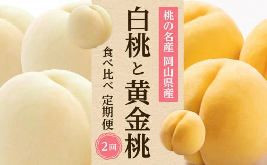 フルーツ 2025年先行予約 岡山県産 桃 食べ比べ 定期便 2回コース（白桃・黄金桃）