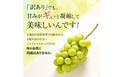 長野県中野市のふるさと納税 ＜2025年発送＞訳ありシャインマスカット3房1.3kg以上　ご自分へのご褒美　JA中野市から産直【1422800】