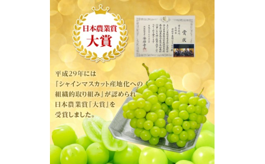 長野県中野市のふるさと納税 ＜2025年発送＞訳ありシャインマスカット3房1.3kg以上　ご自分へのご褒美　JA中野市から産直【1422800】
