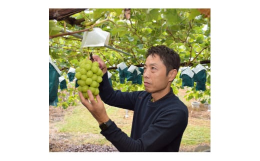 長野県中野市のふるさと納税 ＜2025年発送＞訳ありシャインマスカット3房1.3kg以上　ご自分へのご褒美　JA中野市から産直【1422800】