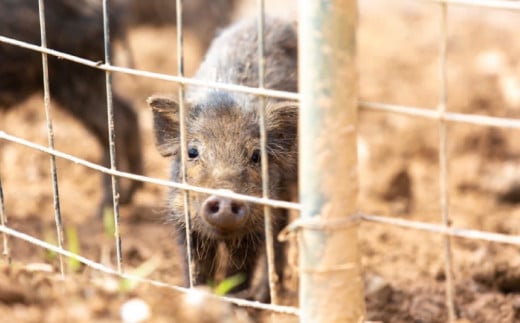 沖縄県沖縄市のふるさと納税 デリカテッセンヌチブタ　バラエティ詰め合わせ【お手軽セット】約1kg NUCHIBUTA 豚肉 加工品 ハンバーグ ポーク 詰め合わせ バラエティ おつまみ おかず 肉 猪豚 グルメ 手作り アウトドア バーベキュー キャンプ飯 冷凍 国産 沖縄県産 沖縄市