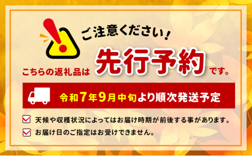 長野県松本市のふるさと納税 【2025年発送 先行予約】 〔松本農未来project〕 贈答用  シャインマスカット 約2kg (3房～4房)│信州松本 果物 ぶどう シャインマスカット マスカット フルーツ ブドウ 長野県 松本市 贈答用 大粒 高級 高品質 甘い