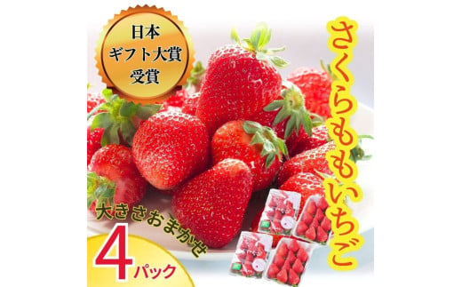 [№5852-0587]さくらももいちご (4パック入り)　※2025年1月上旬頃から発送　※北海道・沖縄・離島への配送不可［佐那河内産 ブランドいちご ギフト大賞 ジューシー 高級 パック 化粧箱］ 506181 - 徳島県佐那河内村