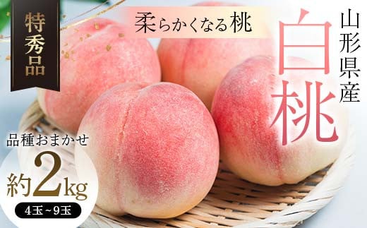 【令和7年産 先行受付】山形県産 白桃 約2kg 品種おまかせ 特秀品 柔らかくなる桃 もも 果物 フルーツ FSY-2060 1541336 - 山形県山形県庁