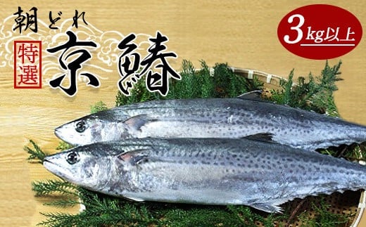 【12月から3月のみ発送】特選 京鰆（3kg以上） 鮮魚 1尾 朝獲れ 直送 天然 新鮮 鮮度抜群 冷蔵 ナマモノ 寒さわら 京都 舞鶴