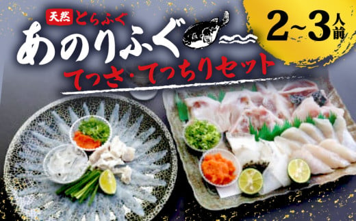 とらふぐ 2人～3人前 てっさ てっちり 期間限定 セット 天然 あのりふぐ 1匹 冷蔵  鍋 刺身 ふぐ刺身 ふぐ刺し 刺し身 鍋 ふぐ鍋 ふるさと納税ふぐ ふるさと納税とらふぐ 海鮮 鮮魚 魚介 冬 旬 てっぴ もみじおろし付き 三重 伊勢志摩 志摩 1122198 - 三重県志摩市