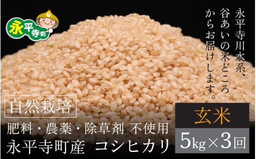 【令和6年産 新米】【3ヶ月連続お届け】自然栽培のコシヒカリ 永平寺町市野々産 【玄米】５kgx3ヶ月（計15kg）無農薬 化学肥料  除草剤 不使用 福井県 永平寺 定期便 1537942 - 福井県永平寺町