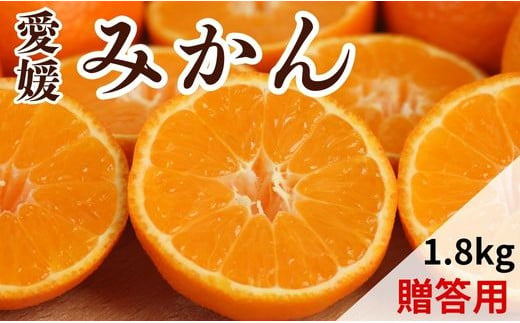 [先行予約]贈答用 愛媛みかん 1.8kg[発送期間:2024年10月下旬〜なくなり次第終了] 蜜柑 みかん 柑橘 果物 フルーツ 温州みかん 愛媛みかん 愛媛 愛南町 吉本農園 発送期間:2024年10月下旬〜1月中旬(なくなり次第終了)