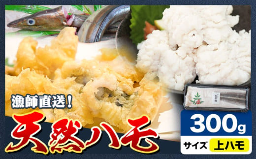 産地直送！ハモ 上ハモ 300g《7月上旬-9月末頃出荷》熊本県 葦北郡 津奈木町 平国丸 旬 旬の魚 鰻 鱧 湯引き 天ぷら 新鮮 上 1538596 - 熊本県津奈木町