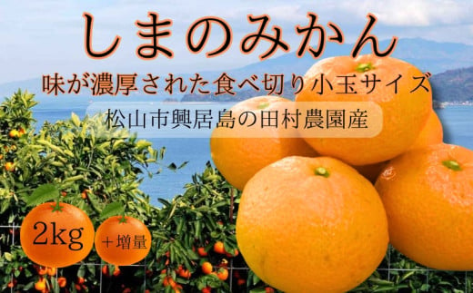 しまのみかん 2㎏ 温州みかん Sサイズ 愛媛産 愛媛県産 国産 愛媛みかん 愛媛蜜柑 愛媛ミカン みかん ミカン mikan 蜜柑 柑橘 フルーツ 果物 くだもの お取り寄せ 産地直送 数量限定 人気 おすすめ 愛媛県 松山市