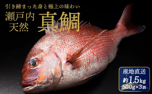 瀬戸内産 天然真鯛 約1.5kg（500g×3匹/鱗・内蔵処理）/ 鯛 天然鯛 真鯛 天然 鮮魚 下処理済 瀬戸内 広島県 三原市　154001 1537441 - 広島県三原市