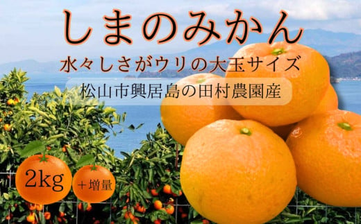 しまのみかん 2㎏ 温州みかん Lサイズ 愛媛産 愛媛県産 国産 愛媛みかん 愛媛蜜柑 愛媛ミカン みかん ミカン mikan 蜜柑 柑橘 フルーツ 果物 くだもの お取り寄せ 産地直送 数量限定 人気 おすすめ 愛媛県 松山市