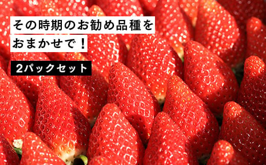 【２月発送開始・数量限定】伊賀いちご園のおまかせ2P（280g/パック×2パック） - イチゴ ストロベリー strawberry【1801001】 555925 - 福島県南相馬市