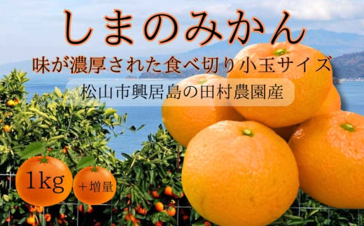 しまのみかん 1㎏ 温州みかん Sサイズ 愛媛産 愛媛県産 国産 愛媛みかん 愛媛蜜柑 愛媛ミカン みかん ミカン mikan 蜜柑 柑橘 フルーツ 果物 くだもの お取り寄せ 産地直送 数量限定 人気 おすすめ 愛媛県 松山市