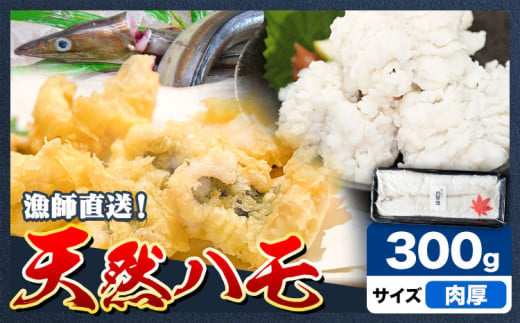 産地直送！ハモ 肉厚ハモ 300g《7月上旬-9月末頃出荷》熊本県 葦北郡 津奈木町 平国丸 旬 旬の魚 鰻 鱧 湯引き 天ぷら 新鮮 肉厚 1538597 - 熊本県津奈木町