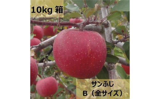 【 家庭用 】 信州松本のりんご 家庭用「サンふじ」約10kg（20～40玉）|  ふるさと納税 長野県 松本市 サンふじ リンゴ りんご 林檎 信州産  果物 くだもの フルーツ 1554100 - 長野県松本市