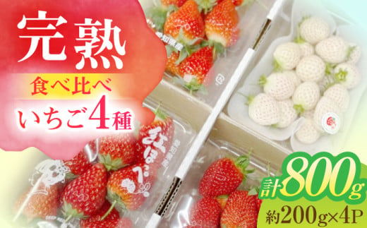 朝摘み 愛知県産 いちご 4品種食べ比べ 約200g×計4パック 苺 完熟 ギフト 愛西市/くぼ苺農園 [AECJ007] 1522548 - 愛知県愛西市