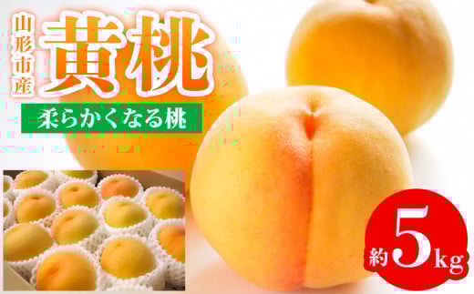 山形市産 白桃 もも 5kg 硬め(10~16玉) 【令和7年産先行予約 山形市産 白桃 もも 5kg 硬め(10~16玉) 【令和7年産先行予約