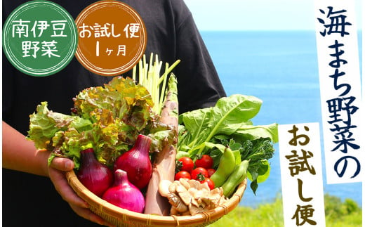  海まち野菜セット　【 野菜 やさい きのこ 山菜 セット 定期 旬 定期便 人気 詰め合わせ 1ヵ月 おまかせ 新鮮  】　<BC-14> 213092 - 静岡県南伊豆町