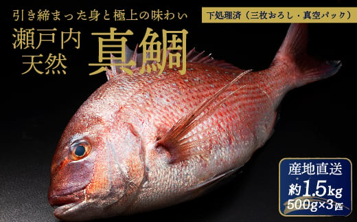 瀬戸内産 天然真鯛 約1.5kg（500g×3匹/）【調理が楽ちん！三枚おろし・真空パックでお届け！】鯛 天然鯛 真鯛 天然 鮮魚 下処理済 三枚おろし 瀬戸内 広島県 三原市　154002 1537442 - 広島県三原市