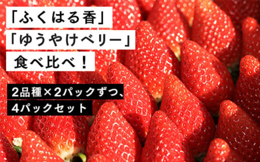 【２月発送開始・数量限定】伊賀いちご園のレギュラーパック4P（280g/パック×4パック） - イチゴ ストロベリー strawberry  ふくはる香 ゆうやけベリー【1800701】 555922 - 福島県南相馬市