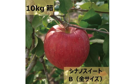 [先行受付:2025年10月発送][家庭用][先行予約]信州松本のりんご 家庭用「シナノスイート」約10kg(20〜40玉)| ふるさと納税 長野県 松本市 シナノスイート リンゴ りんご 林檎 信州産 果物 くだもの フルーツ