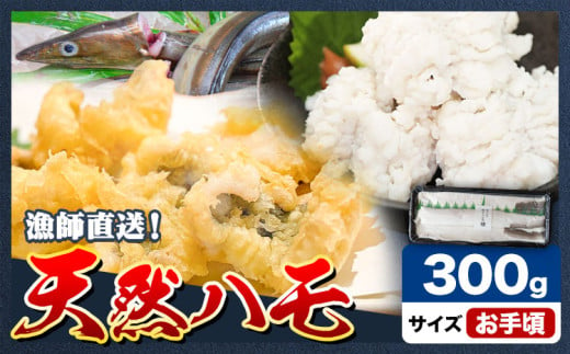 産地直送！ハモ お手頃ハモ 300g《7月上旬-9月末頃出荷》熊本県 葦北郡 津奈木町 平国丸 旬 旬の魚 鰻 鱧 湯引き 天ぷら 新鮮 お手頃 1538595 - 熊本県津奈木町